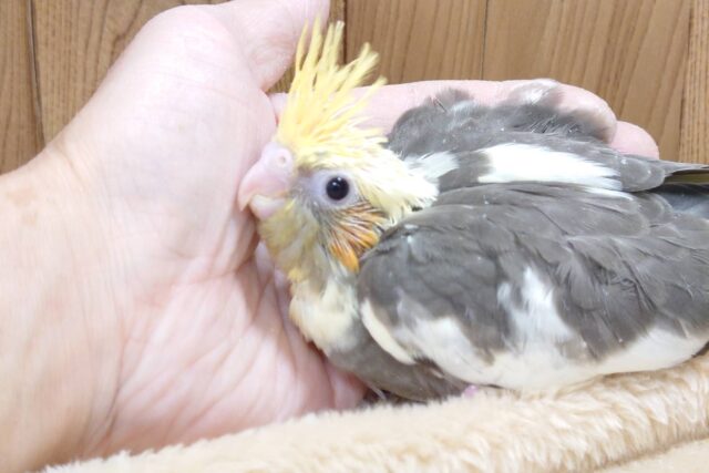 オカメインコ