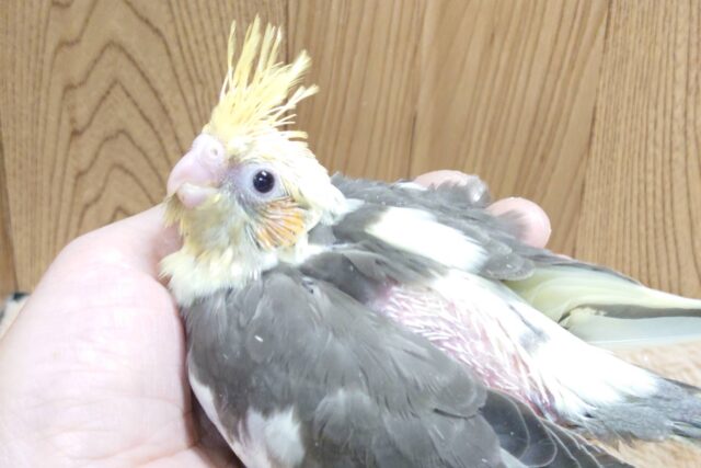 オカメインコ