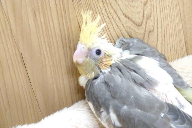 オカメインコ