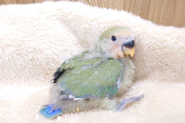 コザクラインコ（小桜インコ）