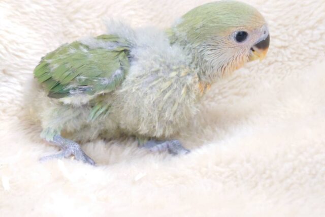 コザクラインコ（小桜インコ）