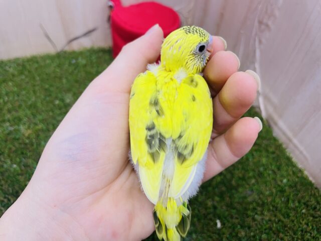 セキセイインコ