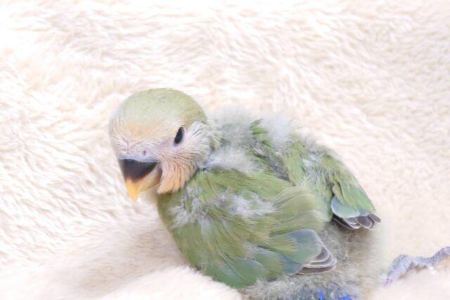 コザクラインコ（小桜インコ）