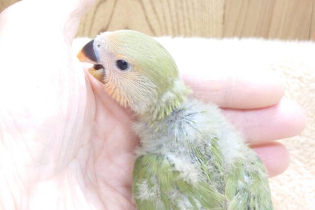 コザクラインコ（小桜インコ）