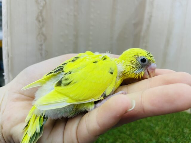 セキセイインコ