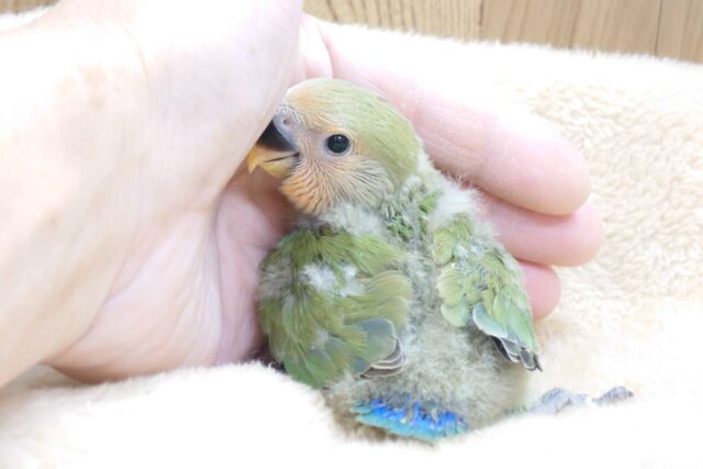 コザクラインコ（小桜インコ）