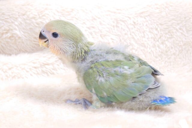 コザクラインコ（小桜インコ）