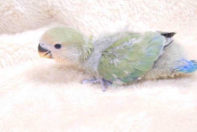 コザクラインコ（小桜インコ）