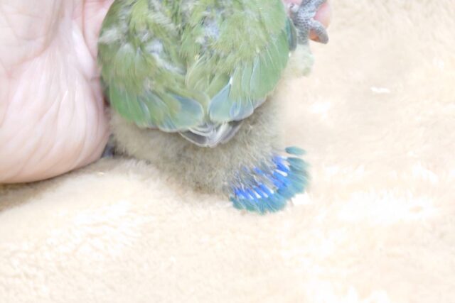 コザクラインコ（小桜インコ）