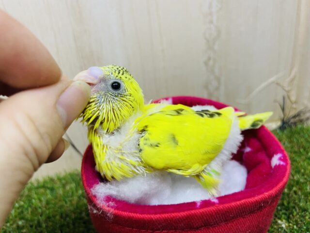 セキセイインコ