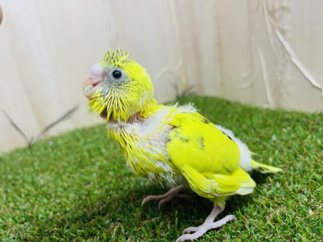 セキセイインコ
