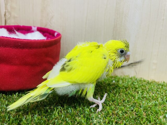 セキセイインコ