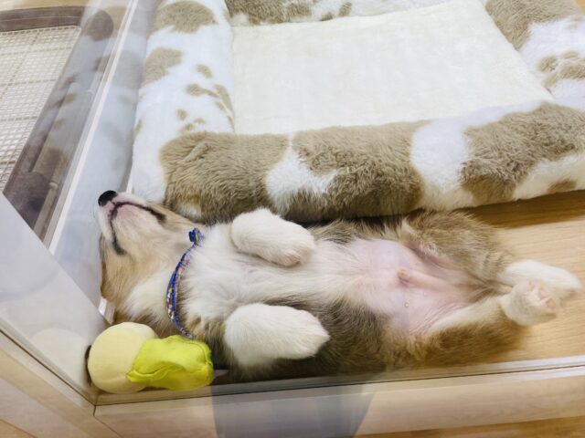 ウェルシュコーギー・ペンブローグ