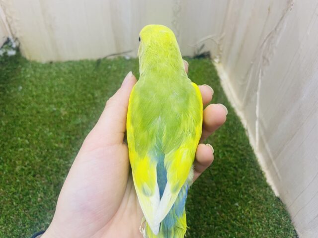 コザクラインコ（小桜インコ）