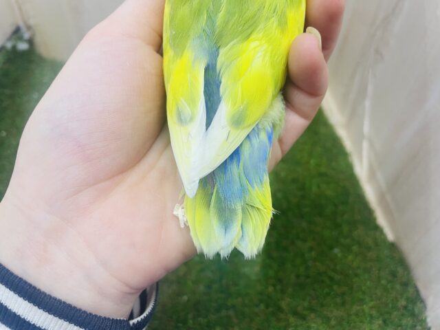 コザクラインコ（小桜インコ）