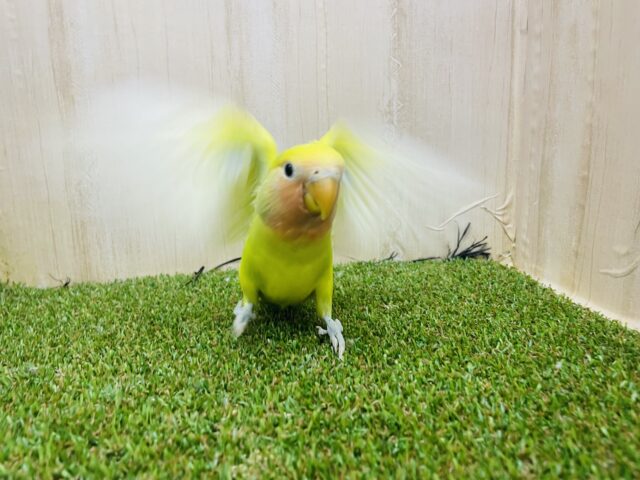 コザクラインコ（小桜インコ）