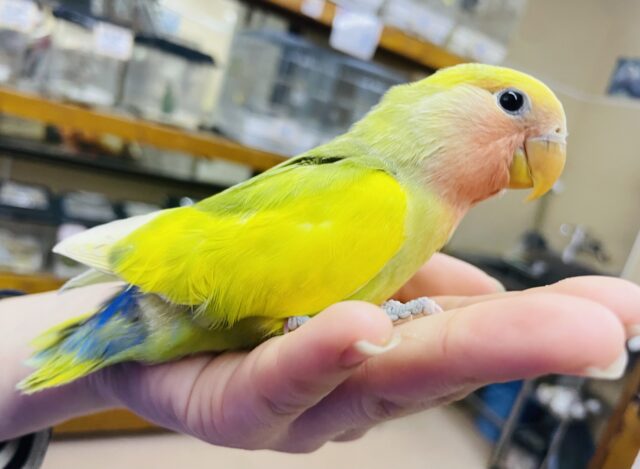 コザクラインコ（小桜インコ）