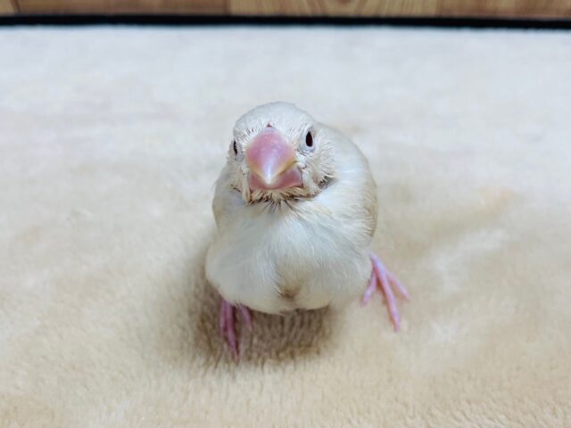 シナモン文鳥