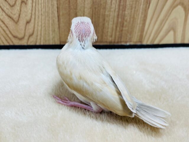シナモン文鳥
