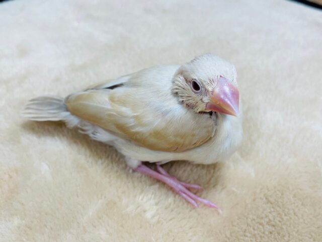 シナモン文鳥