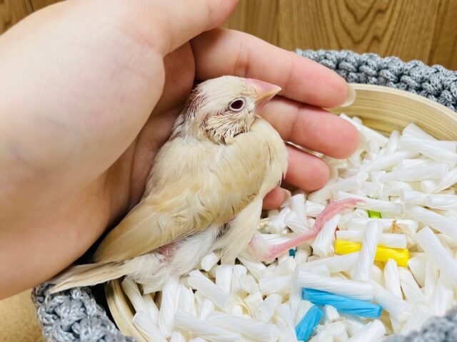 シナモン文鳥