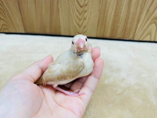 シナモン文鳥
