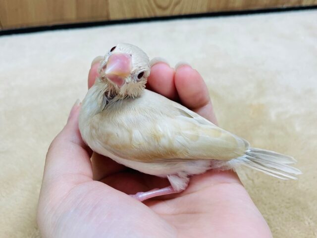 シナモン文鳥