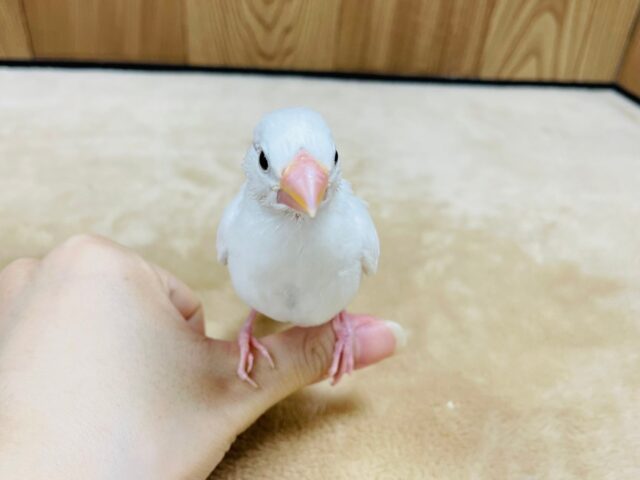 白文鳥