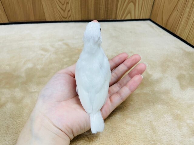 白文鳥