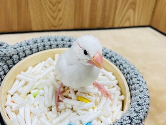 白文鳥