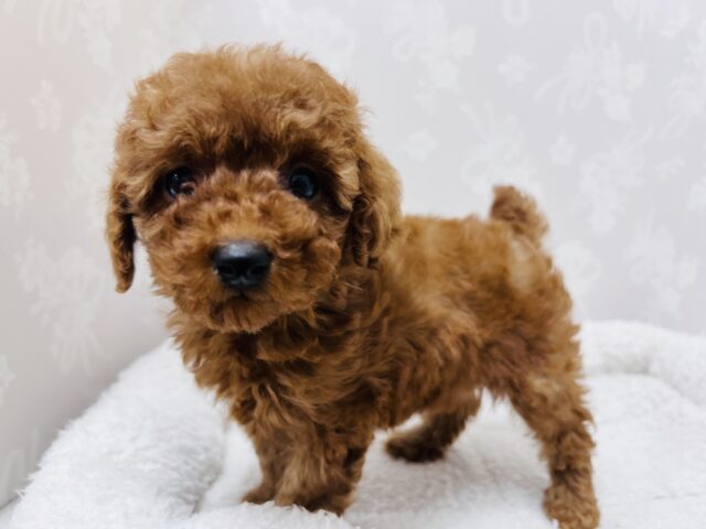 トイプードル