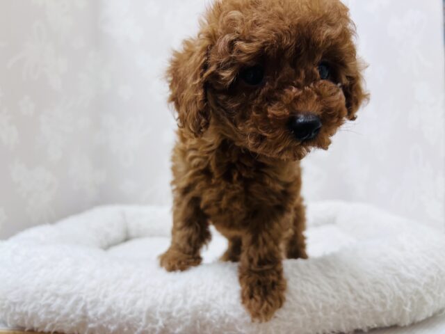トイプードル