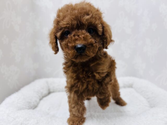 トイプードル