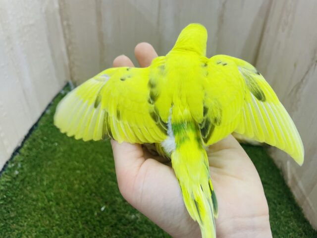 セキセイインコ