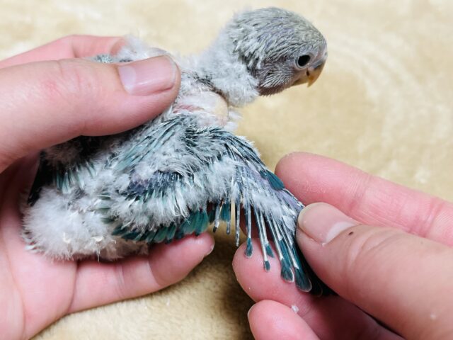 コザクラインコ（小桜インコ）