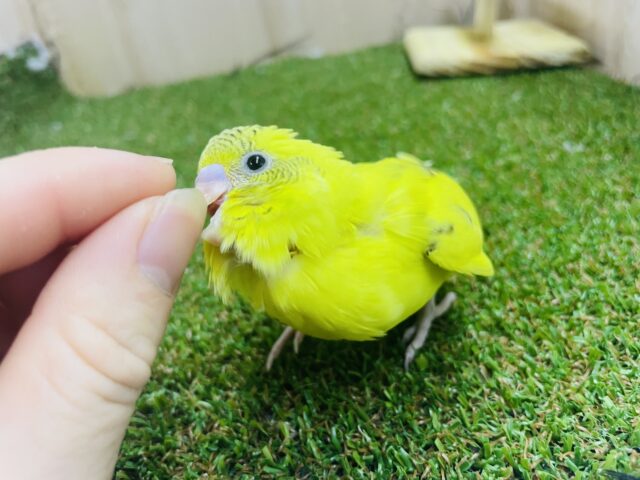 セキセイインコ