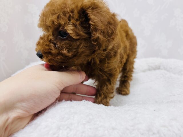 トイプードル