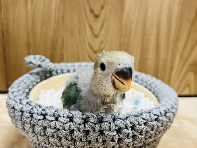 コザクラインコ（小桜インコ）