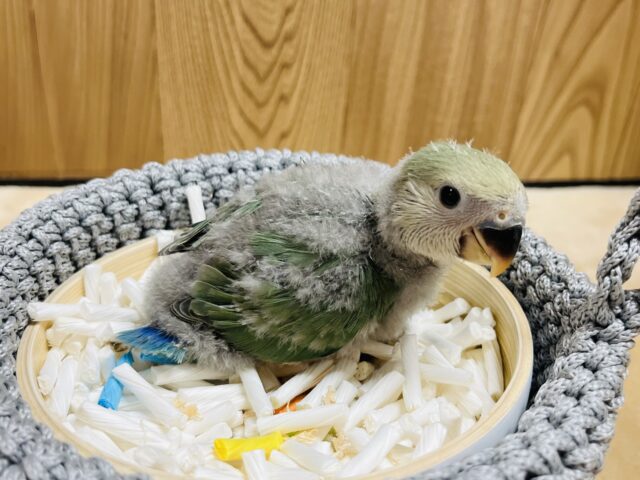 コザクラインコ（小桜インコ）