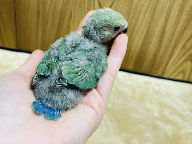 コザクラインコ（小桜インコ）