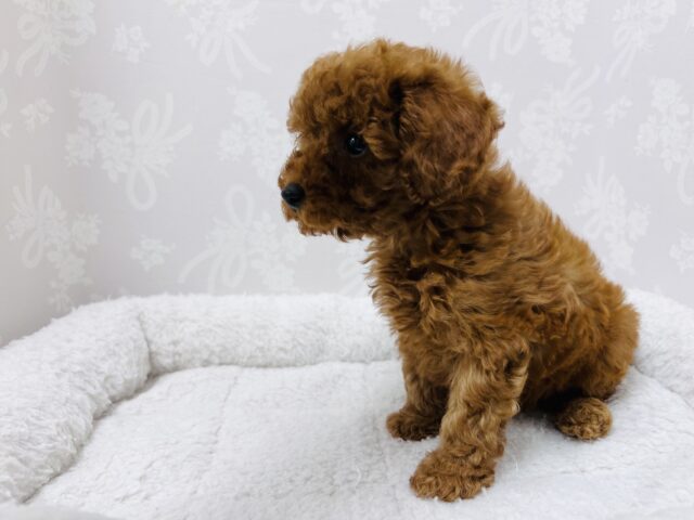 トイプードル