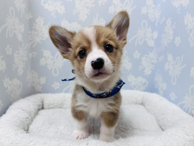 ウェルシュコーギー・ペンブローグ