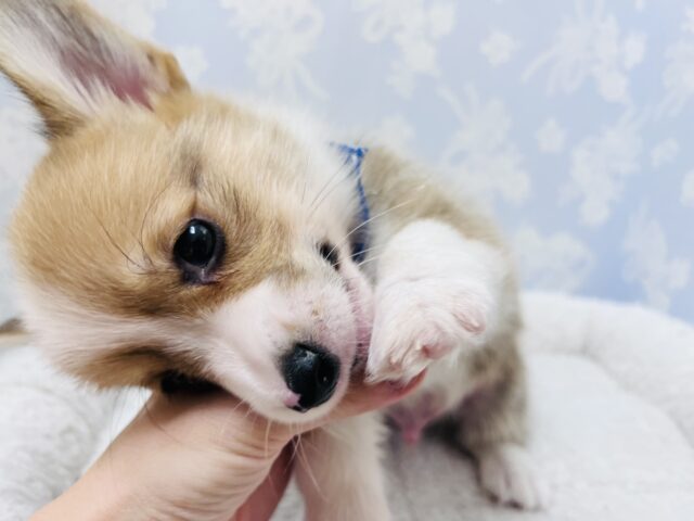 ウェルシュコーギー・ペンブローグ