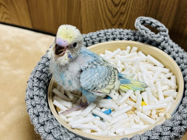 セキセイインコ
