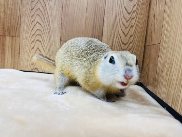 リチャードソンジリス