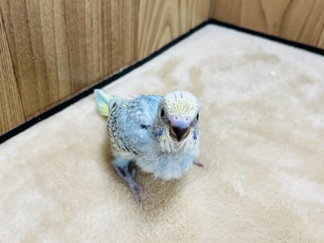セキセイインコ