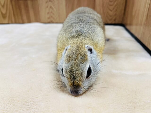 リチャードソンジリス