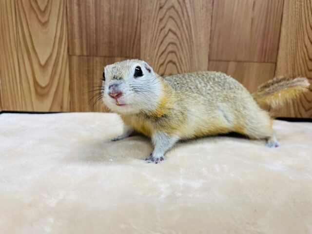 リチャードソンジリス