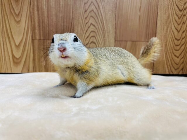 リチャードソンジリス