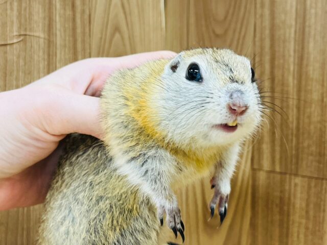 リチャードソンジリス